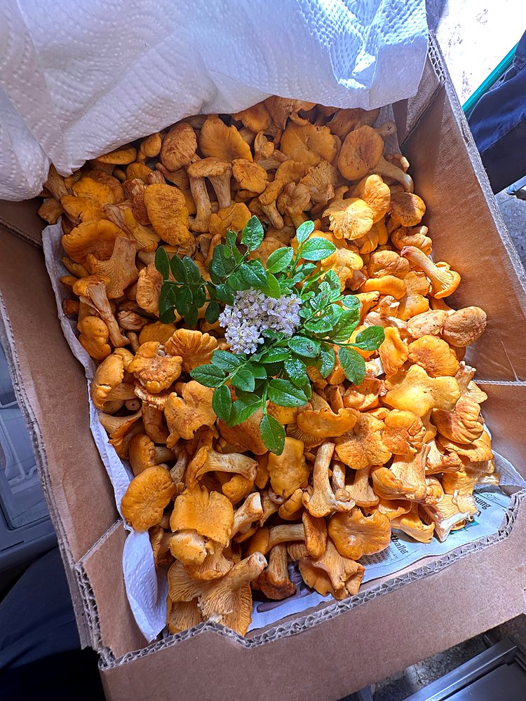 Eierschwammerl aus dem Wald